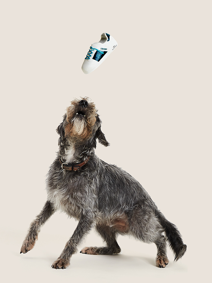 Dog catching a toy